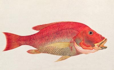 Eekan Bambangan, from Drawings of Fishes from Malacca, c.1805-18 by Chinese School